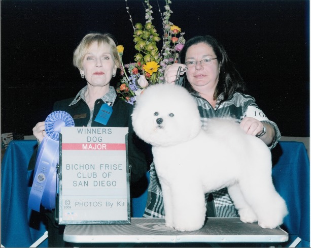 Champion Bichon Frise