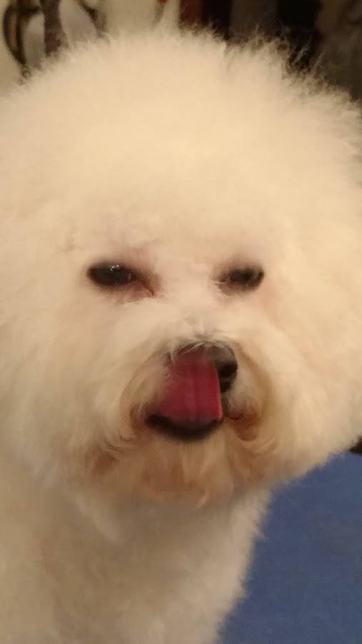 Champion sired Bichon